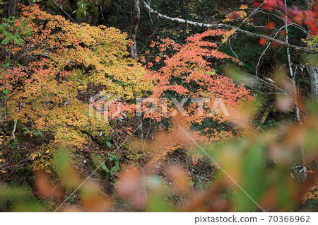Maple  70366962