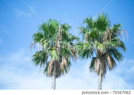 Palm tree (I hope you can use it as a background for video conferencing) 70367062