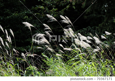 Susukinozoku 70367171