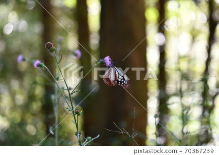參觀了森林中的薊的蝴蝶Asagi Madara 參觀了森林中的薊的蝴蝶Asagi Madara 70367239