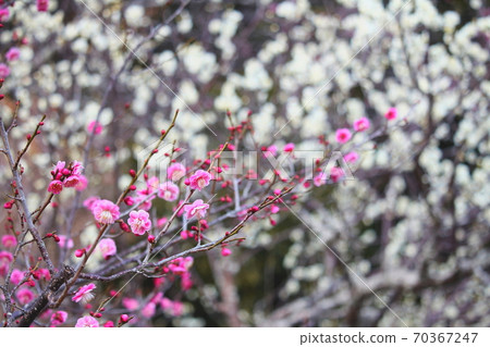 Plum blossoms that announce the arrival of spring Plum blossoms that announce the arrival of spring 70367247