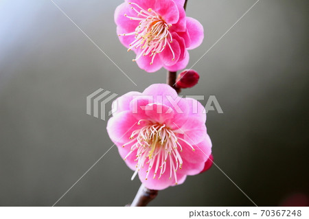 Plum blossoms that announce the arrival of spring Plum blossoms that announce the arrival of spring 70367248