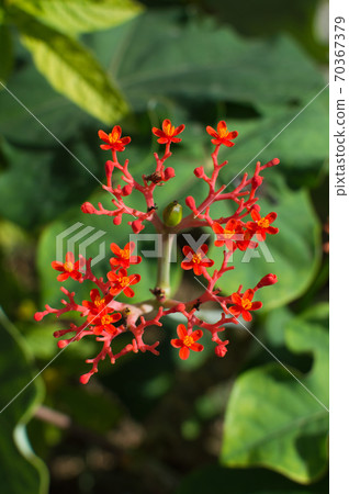 小紅珊瑚Abragiri花 70367379