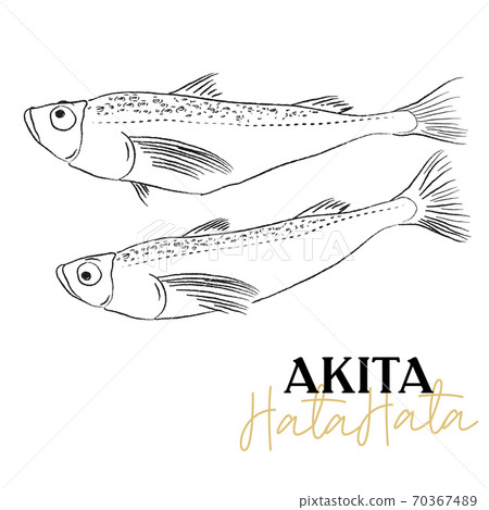 鰰 Hatahata illustration 70367489