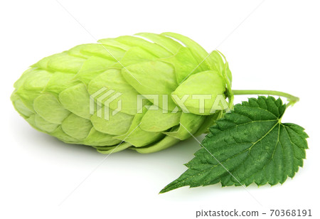 Hop plant 70368191