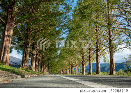 Metasequoia tree-lined road in Makino Plateau, Shiga Prefecture 70368349