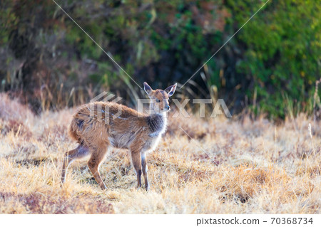 rare Menelik bushbuck, Ethiopia, Africa wilderness 70368734