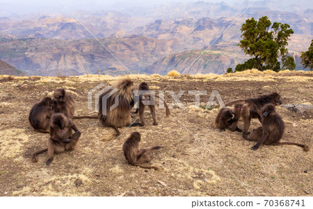 endemic Gelada in Simien mountain, Ethiopia endemic Gelada in Simien mountain, Ethiopia 70368741