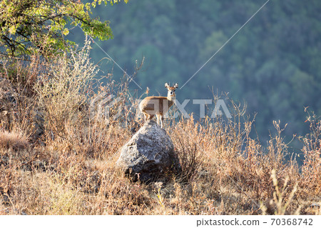 Oreotragus oreotragus, stands on rock, Ethiopia. Africa Wildlife Oreotragus oreotragus, stands on rock, Ethiopia. Africa Wildlife 70368742