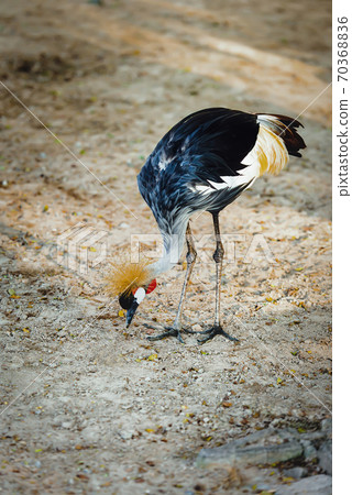 Grey Crowned Crane, african bird, endangered specie 70368836