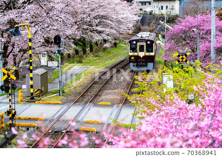 木縣渡瀨谷鐵路（櫻花，桃花盛開的水沼站） 70368941