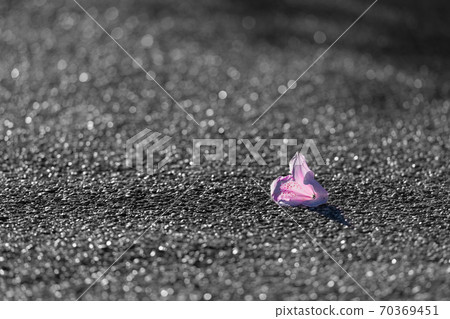 colorful Pink and red flower petal juxtaposes the monochromatic grey tarmac. Color pop. colorful Pink and red flower petal juxtaposes the monochromatic grey tarmac. Color pop. 70369451