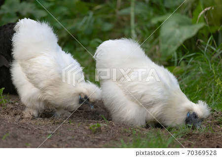 Two pet silkie chickens forage for food. 70369528