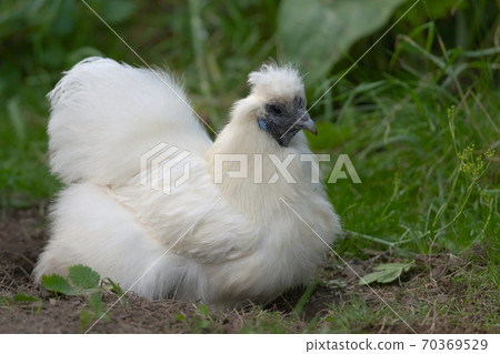 Pet silkie chicken sits in self-made dust bath Pet silkie chicken sits in self-made dust bath 70369529