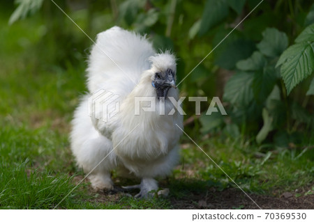Pet silkie bantam chicken walks towards the camera 70369530