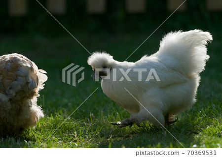 Back lit pet silkie chicken walks on grass at sunset Back lit pet silkie chicken walks on grass at sunset 70369531