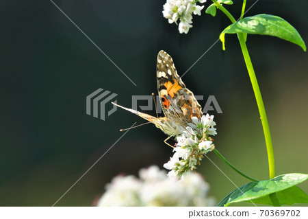 Himea Katateha吮吸蕎麥花的蜂蜜 70369702