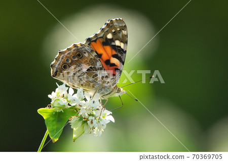Painted Lady sucking the nectar of buckwheat flowers, taken in October Painted Lady sucking the nectar of buckwheat flowers, taken in October 70369705
