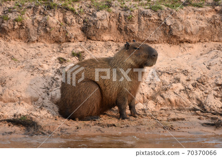 Capybara (Pantanal, Brazil) 70370066