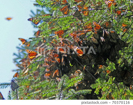 黑色大教堂 黑色大教堂 70370116