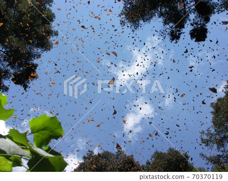 Black Cathedral 70370119