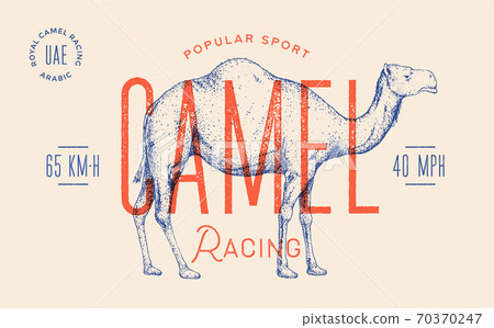Camel. Template Label. Vintage retro print Camel. Template Label. Vintage retro print 70370247