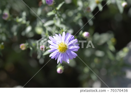 New York aster Professor Anton Kippenberg 70370436