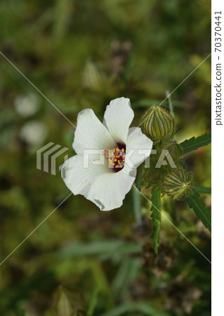 Flower-of-an-hour 70370441