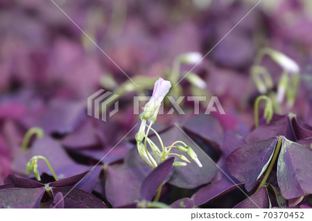 Purple shamrock Mijke Purple shamrock Mijke 70370452