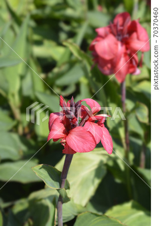 Canna lily Tropical Rose Canna lily Tropical Rose 70370460