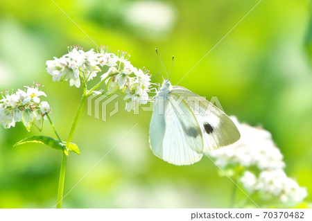 The cabbage white butterfly that sucks honey with buckwheat flowers The combination of white and white was beautiful October 70370482