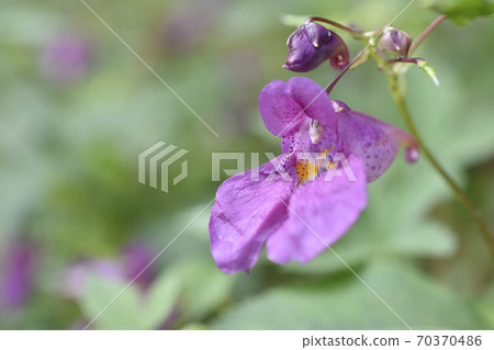 漁船草 漁船草 70370486