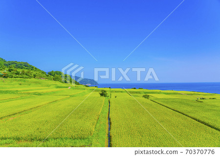 Kyoto Arai Rice Terraces 70370776