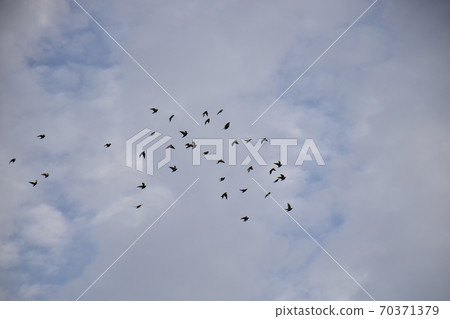 鴿子群在天上飛鴿子群在天上飛 70371379
