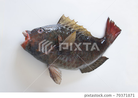 Parrotfish 40cm 70371871