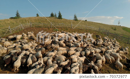 Flock of sheep are grazing on the summer meadow. Flock of sheep are grazing on the summer meadow. 70372977