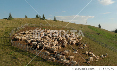Cute sheeps are chewing juicy grass in mountains. Cute sheeps are chewing juicy grass in mountains. 70372979