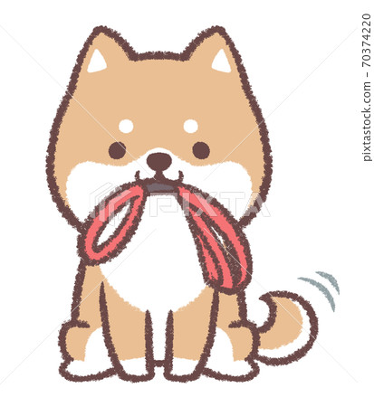 柴犬催促散步 70374220