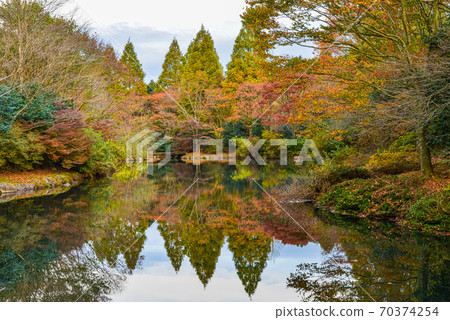 (靜岡縣關南市)原始森林公園秋葉 (靜岡縣關南市)原始森林公園秋葉 70374254