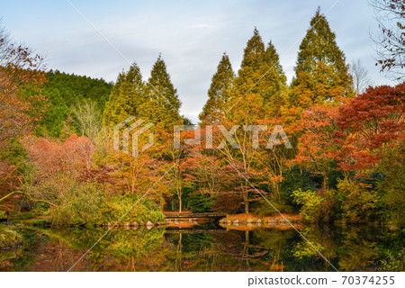 靜岡縣加南鎮野生森林公園秋葉 靜岡縣加南鎮野生森林公園秋葉 70374255