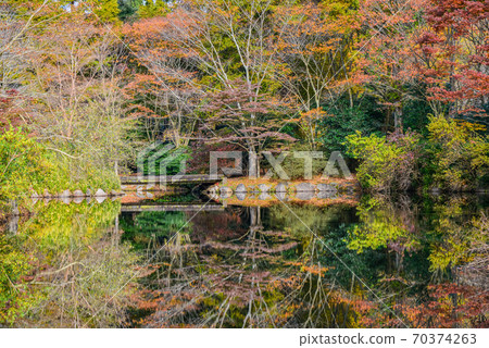 Kannami Town, Shizuoka Prefecture, Genseinomori Park, Autumn Leaves 70374263