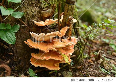 Chicken of the woods with large mushrooms Chicken of the woods with large mushrooms 70374392