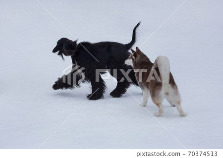 Cute afghan hound and siberian husky are running Cute afghan hound and siberian husky are running 70374513