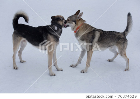 Cute czechoslovak wolfdog puppy and multibred dog Cute czechoslovak wolfdog puppy and multibred dog 70374529
