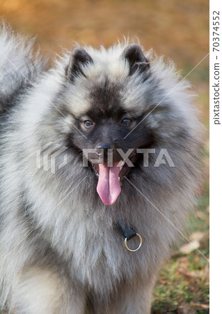 Portrait of wolfspitz puppy on autumn foliage Portrait of wolfspitz puppy on autumn foliage 70374552