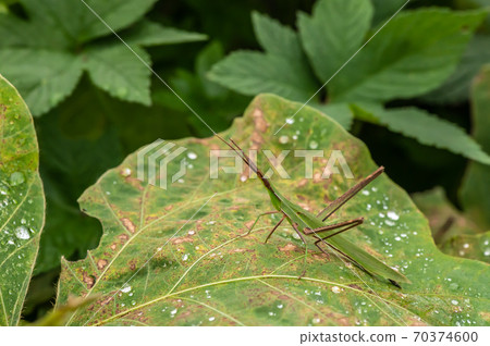 Shorurigata 70374600