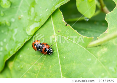 Coccinating cocoon Coccinating cocoon 70374629