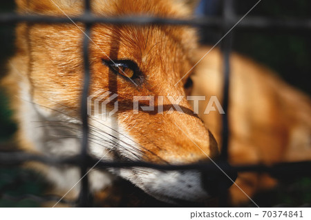 portrait of a sad fox in a cage at the zoo 70374841