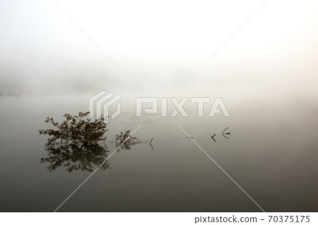 water plant 70375175