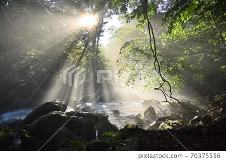 Light spot in the forest 70375556